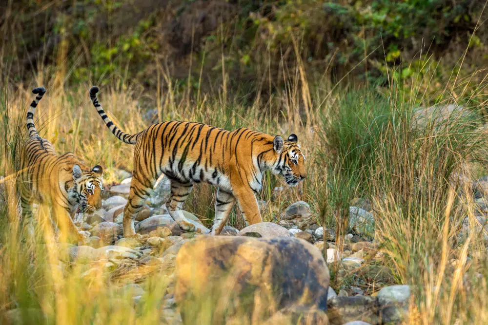 Jim Corbett