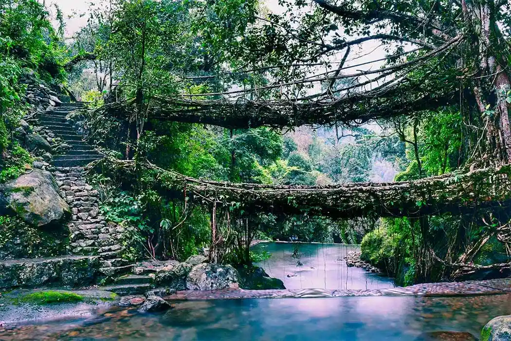Living Root Bridges